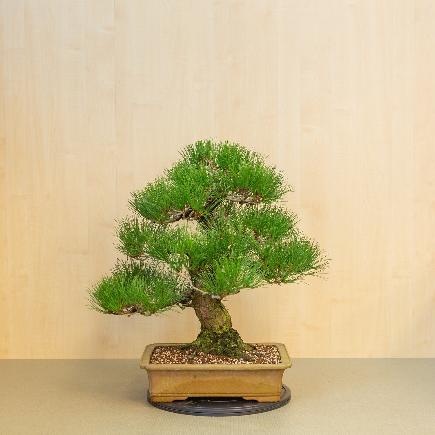 Buiten Bonsai Pinus thunbergii ongeglazuurde rechthoekige pot 41 cm, hoogte ~70cm