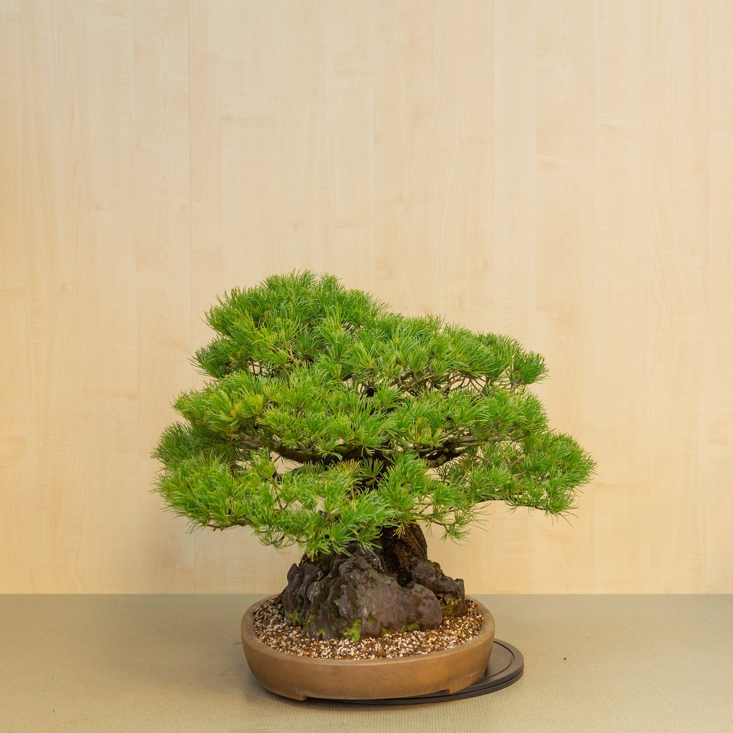 Pinus thunbergii avec pot ovale en pierre non émaillée 50 cm, hauteur ~58 cm