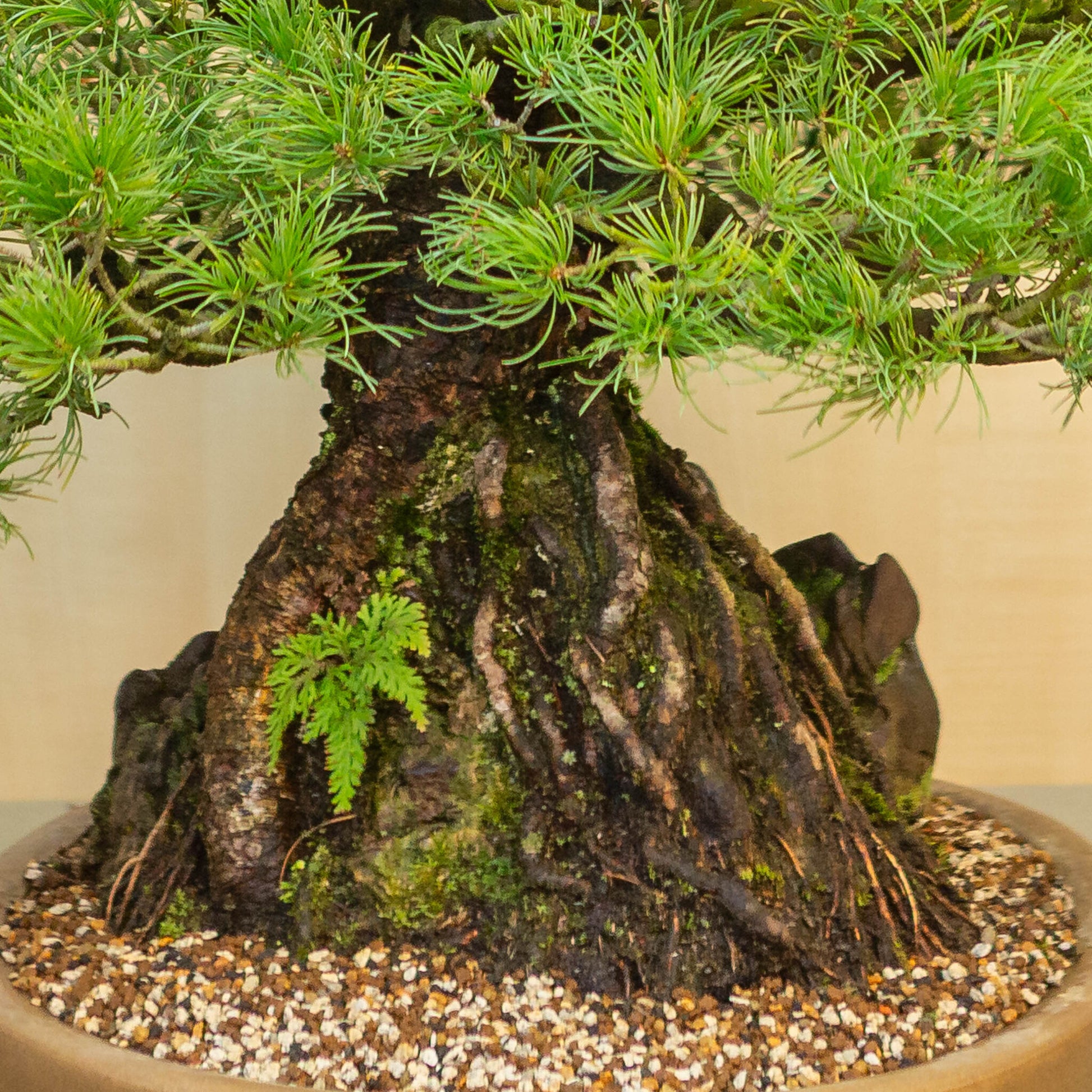 Pinus thunbergii avec pot ovale en pierre non émaillée 50 cm, hauteur ~58 cm