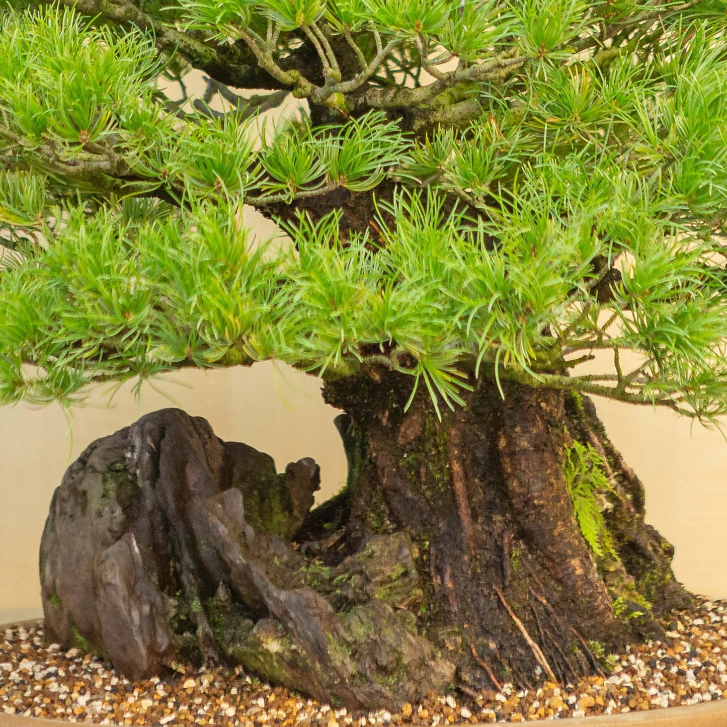 Buiten Bonsai Pinus thunbergii ongeglazuurde rechthoekige pot 29 cm, hoogte ~50cm