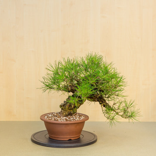 Bonsaï d'extérieur Pinus thunbergii corticosa, pot rond non émaillé de 29 cm, hauteur ~50 cm