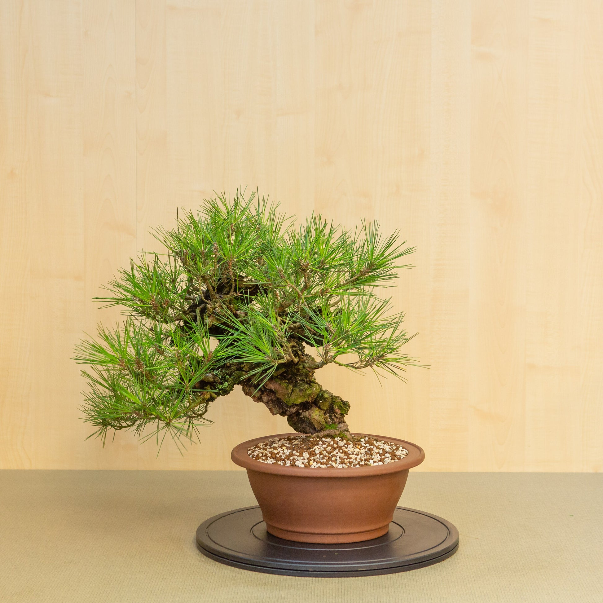 Bonsaï d'extérieur Pinus thunbergii corticosa, pot rond non émaillé de 29 cm, hauteur ~50 cm
