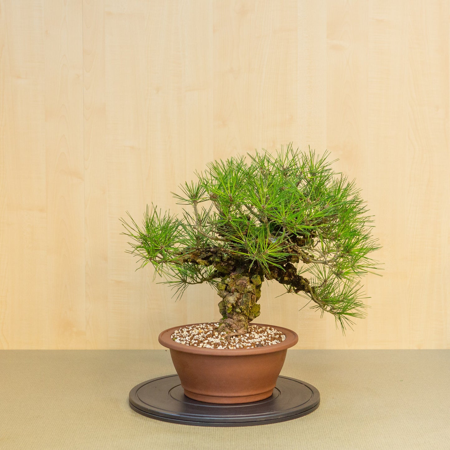 Bonsaï d'extérieur Pinus thunbergii corticosa, pot rond non émaillé de 29 cm, hauteur ~50 cm