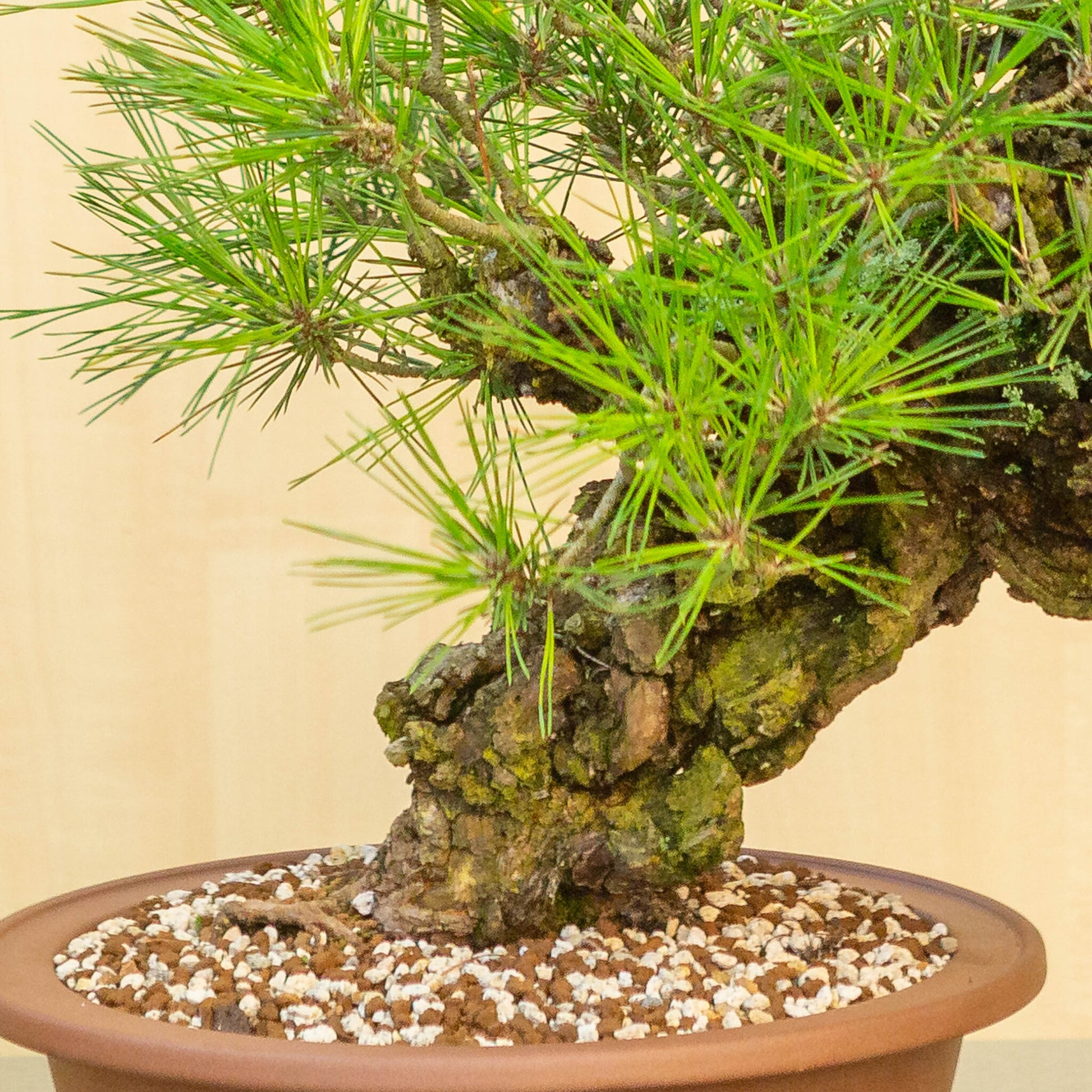 Bonsaï d'extérieur Pinus thunbergii corticosa, pot rond non émaillé de 29 cm, hauteur ~50 cm