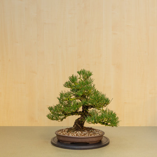 Buiten Bonsai Pinus thunbergii ongeglazuurde ovale pot 35 cm, hoogte ~49cm