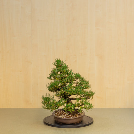 Buiten Bonsai Pinus thunbergii ongeglazuurde ovale pot 35 cm, hoogte ~49cm