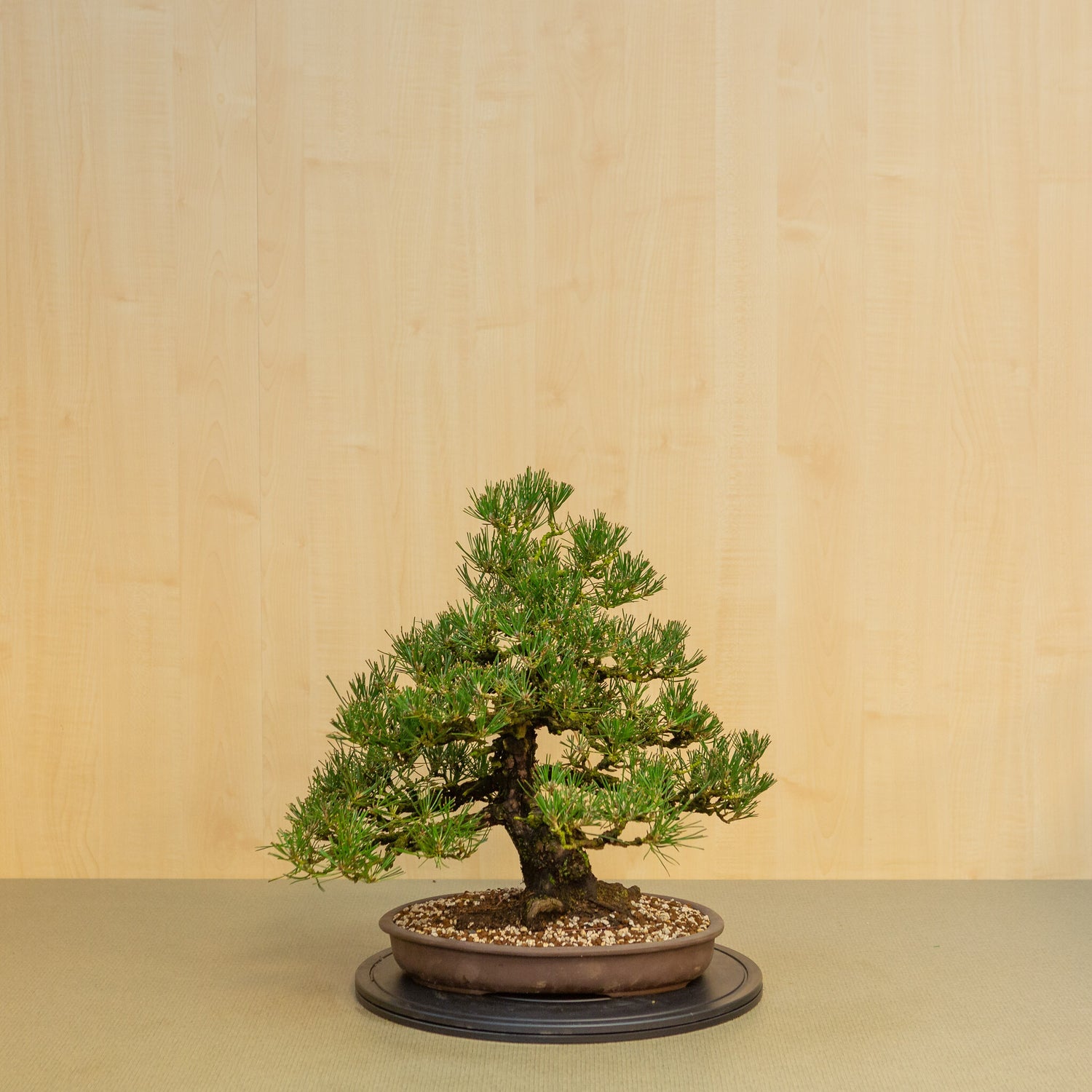 Buiten Bonsai Pinus thunbergii ongeglazuurde ovale pot 35 cm, hoogte ~49cm