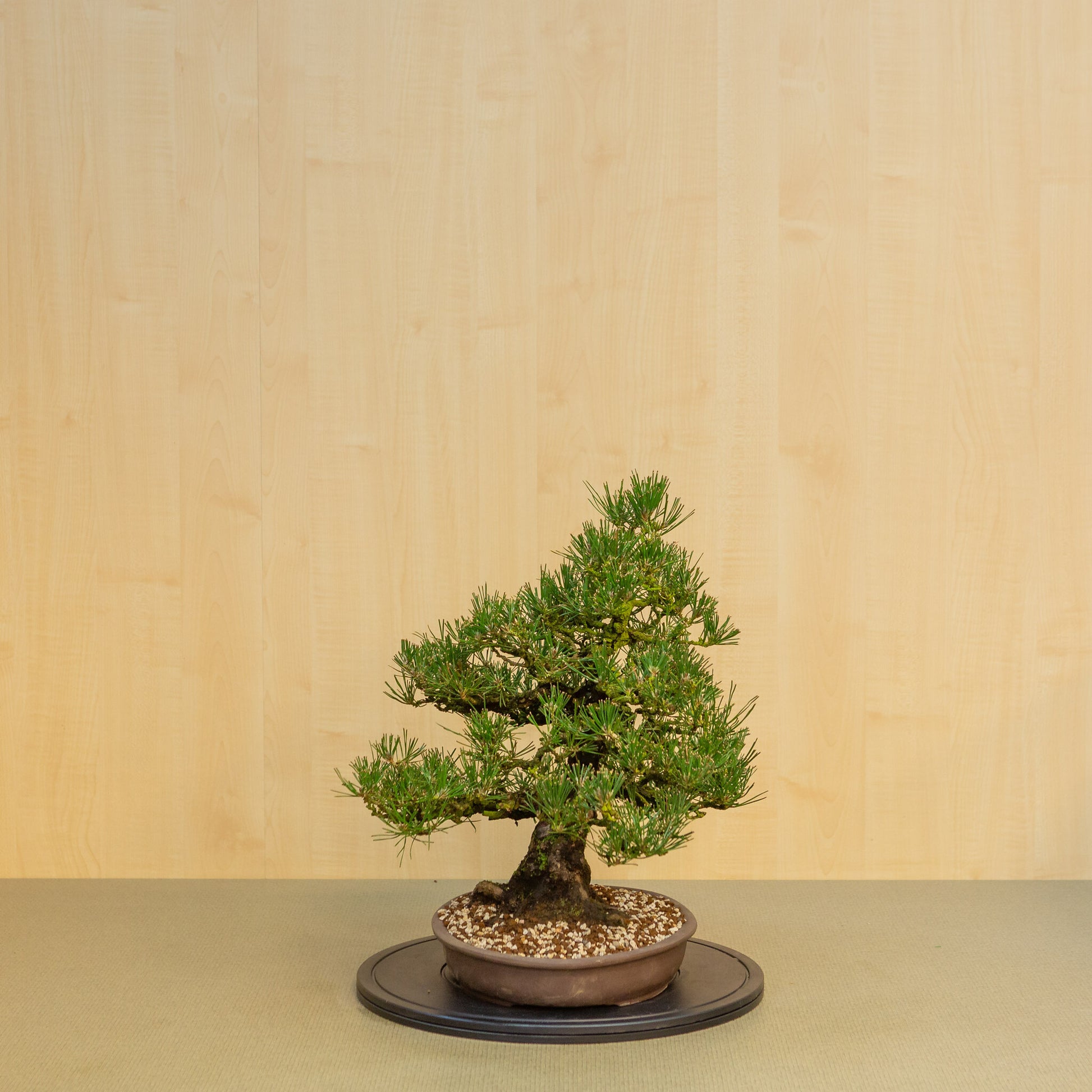 Bonsaï d'extérieur Pinus thunbergii en pot ovale non émaillé de 35 cm, hauteur ~49 cm
