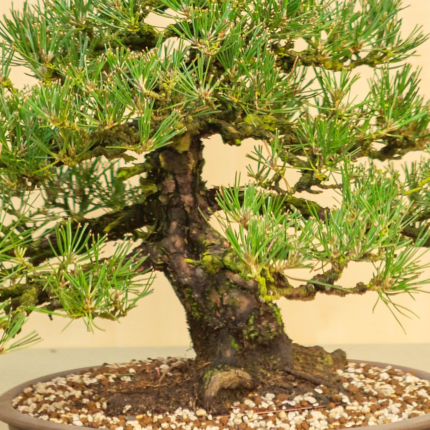 Buiten Bonsai Pinus thunbergii ongeglazuurde ovale pot 35 cm, hoogte ~49cm