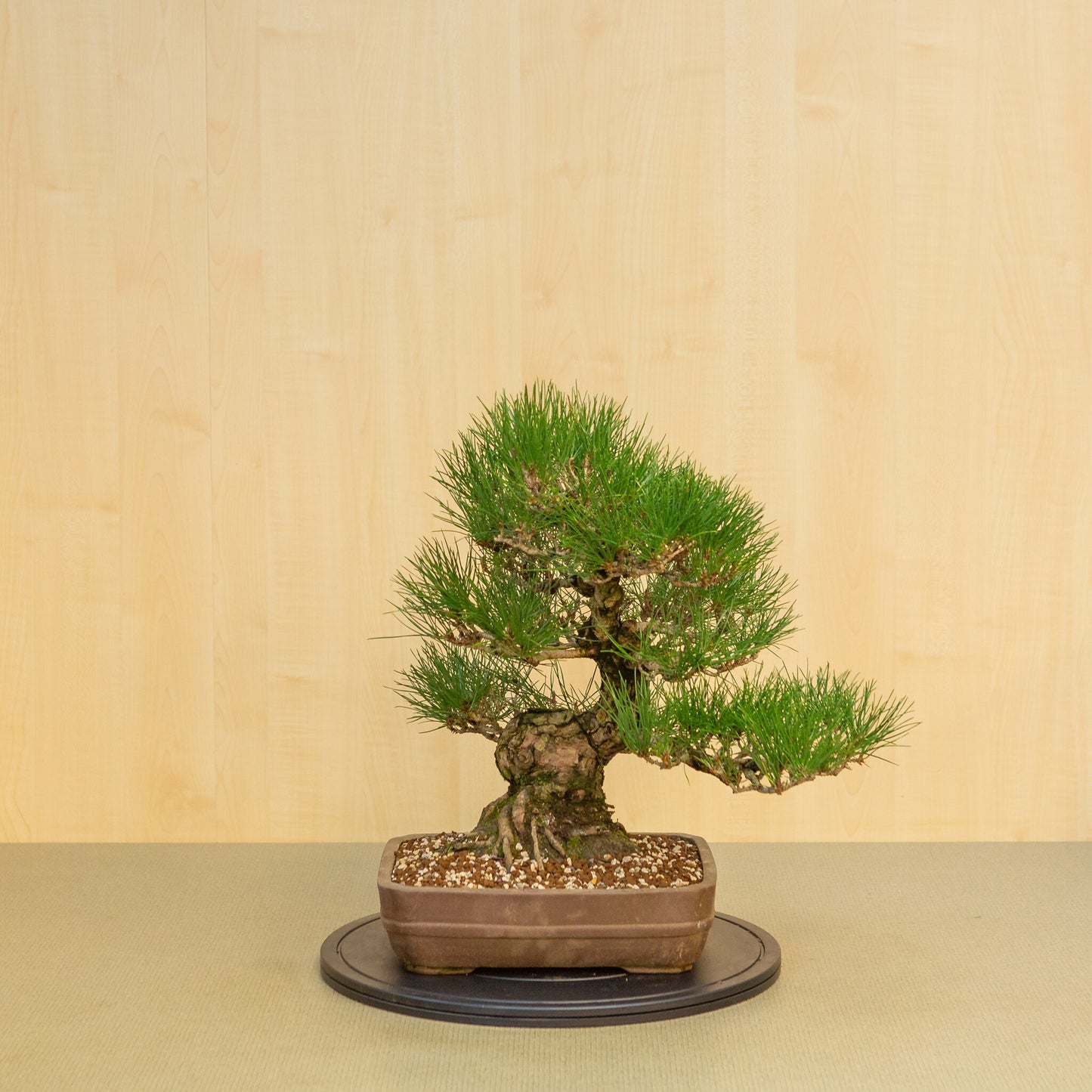 Bonsaï d'extérieur Pinus thunbergii, pot rectangulaire non émaillé, 29 cm, hauteur ~50 cm