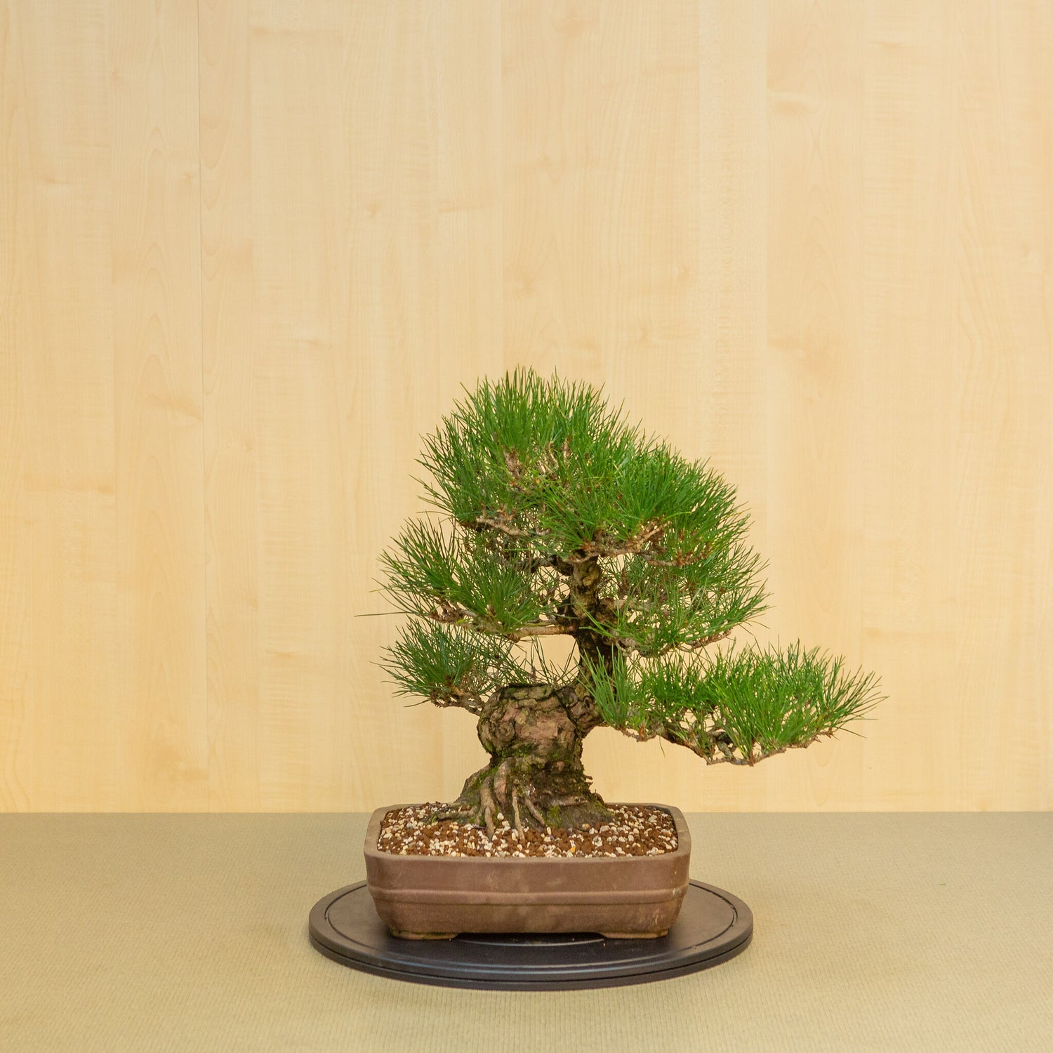 Buiten Bonsai Pinus thunbergii ongeglazuurde rechthoekige pot 29 cm, hoogte ~50cm