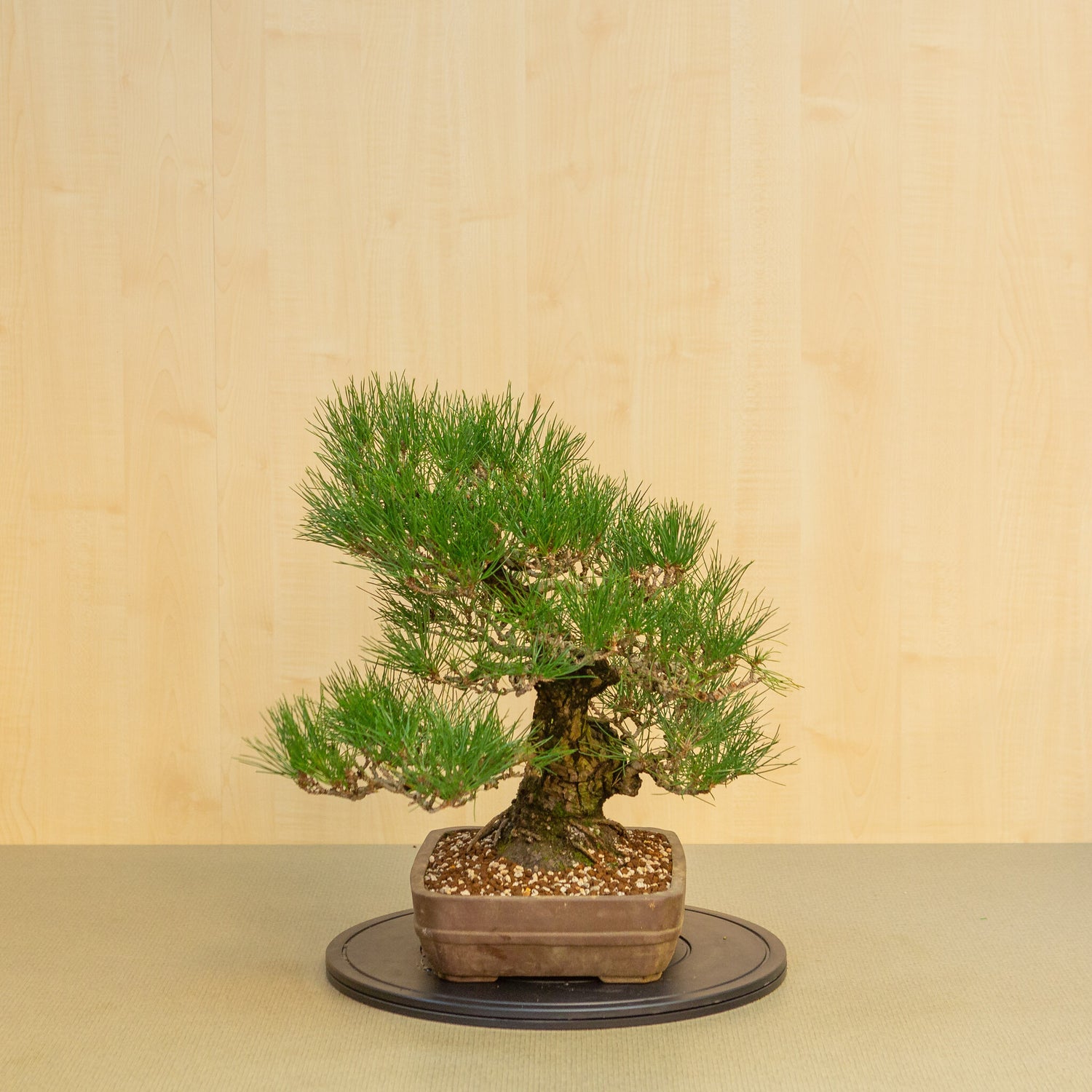 Buiten Bonsai Pinus thunbergii ongeglazuurde rechthoekige pot 29 cm, hoogte ~50cm