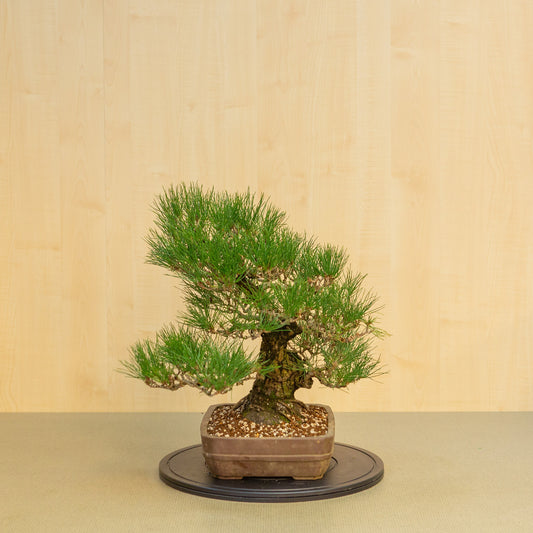 Buiten Bonsai Pinus thunbergii ongeglazuurde rechthoekige pot 29 cm, hoogte ~50cm