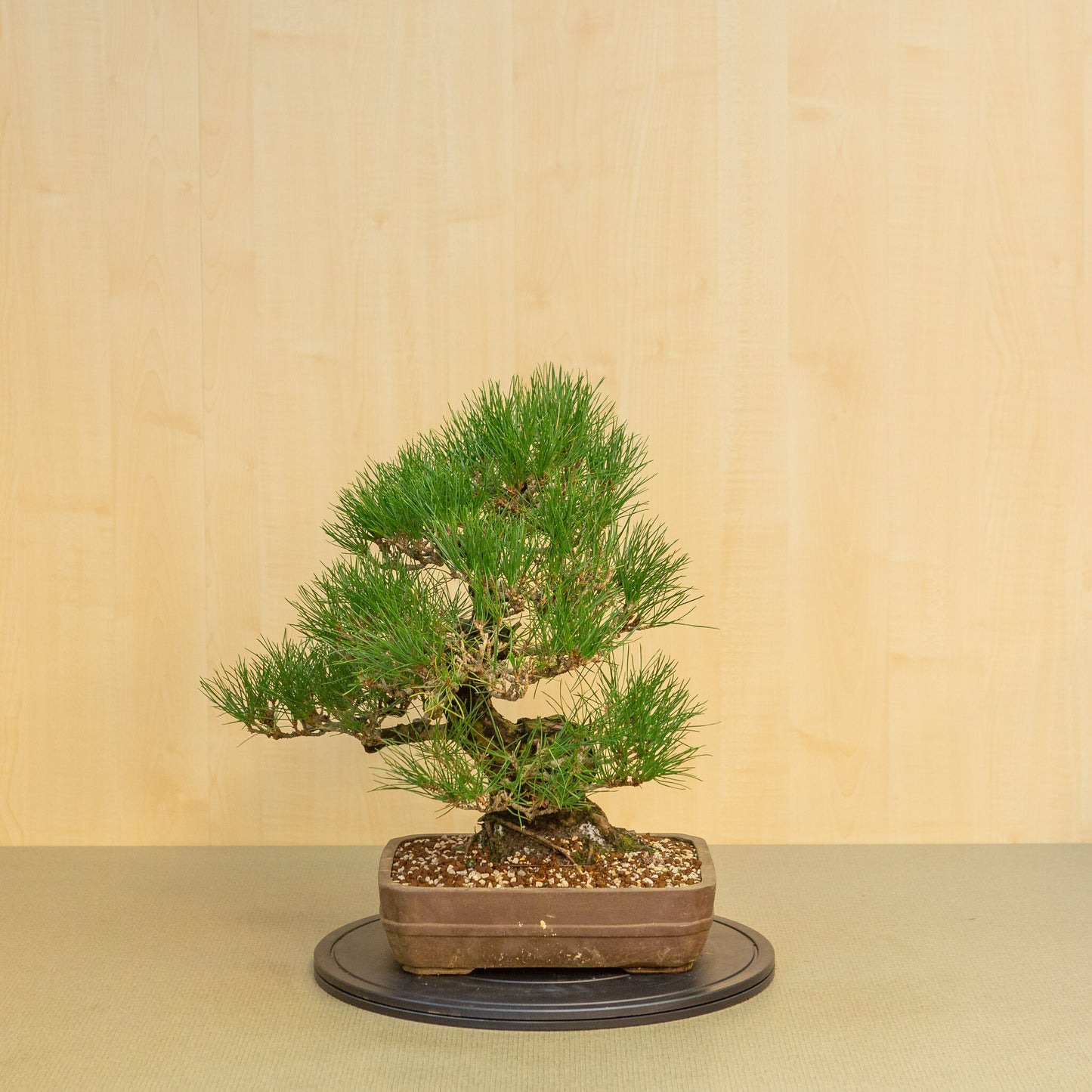 Buiten Bonsai Pinus thunbergii ongeglazuurde rechthoekige pot 29 cm, hoogte ~50cm