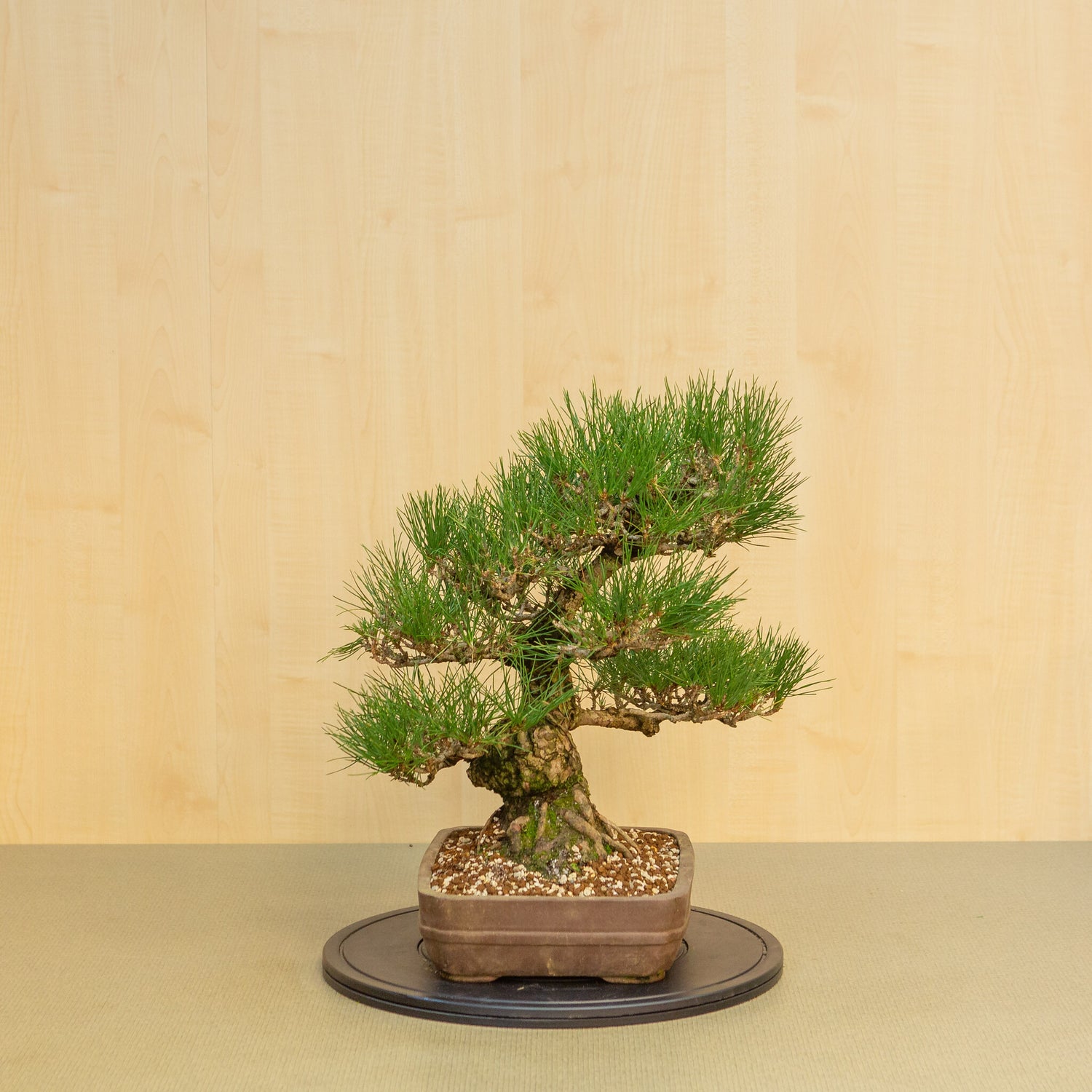 Buiten Bonsai Pinus thunbergii ongeglazuurde rechthoekige pot 29 cm, hoogte ~50cm