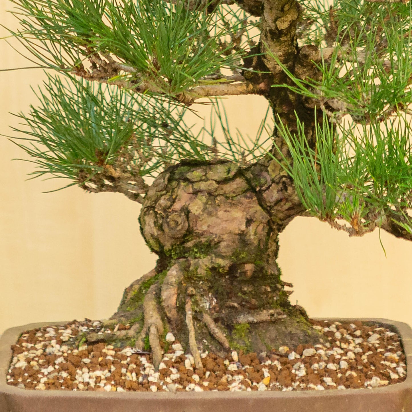 Buiten Bonsai Pinus thunbergii ongeglazuurde rechthoekige pot 29 cm, hoogte ~50cm