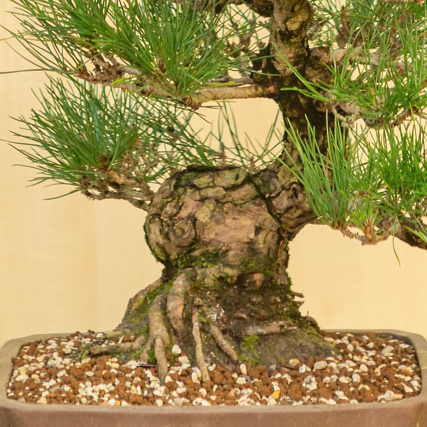 Buiten Bonsai Pinus thunbergii ongeglazuurde rechthoekige pot 29 cm, hoogte ~50cm