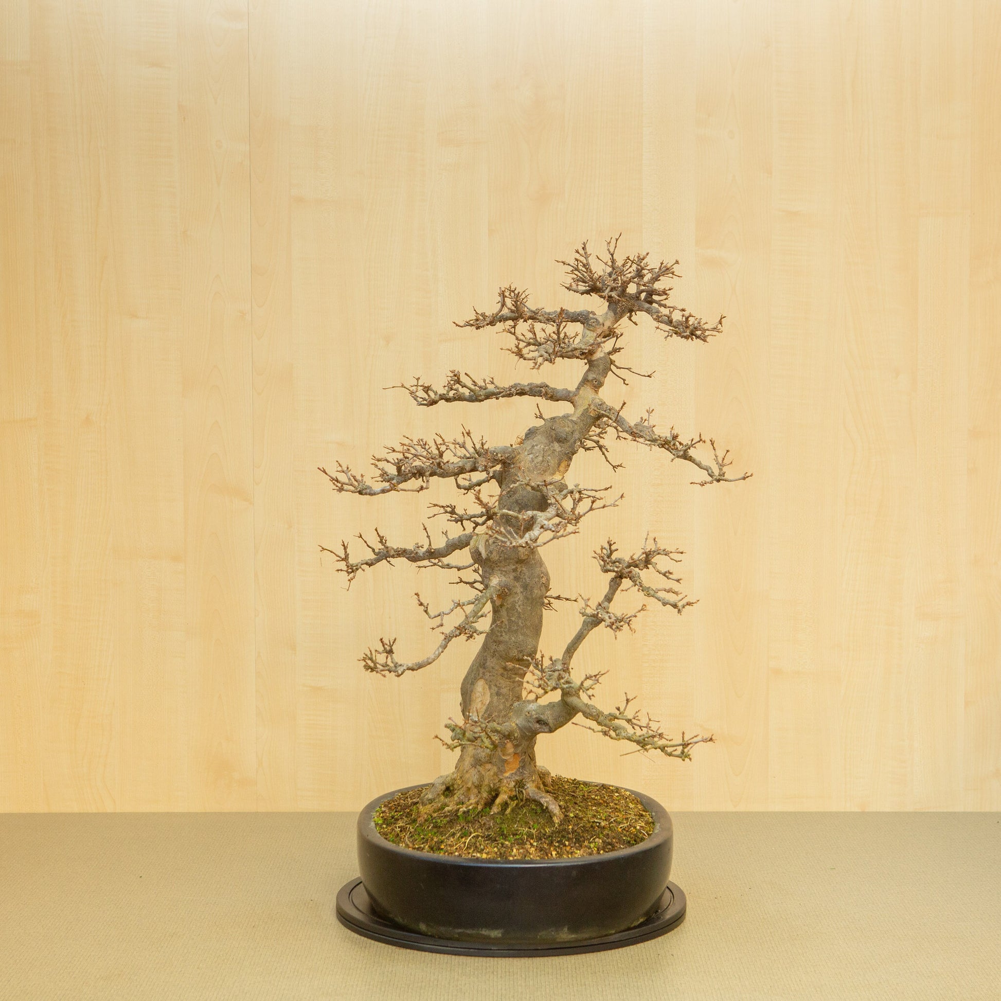 Bonsaï d'extérieur Acer buergerianum bleu pot ovale 48 cm, hauteur ~77 cm