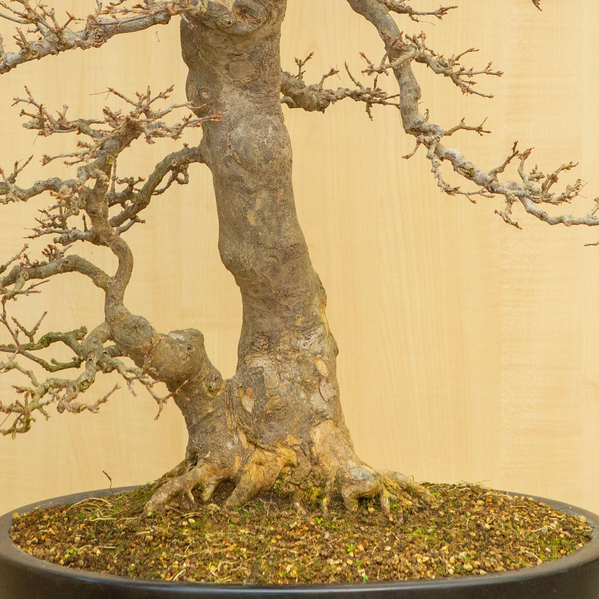 Bonsaï d'extérieur Acer buergerianum bleu pot ovale 48 cm, hauteur ~77 cm