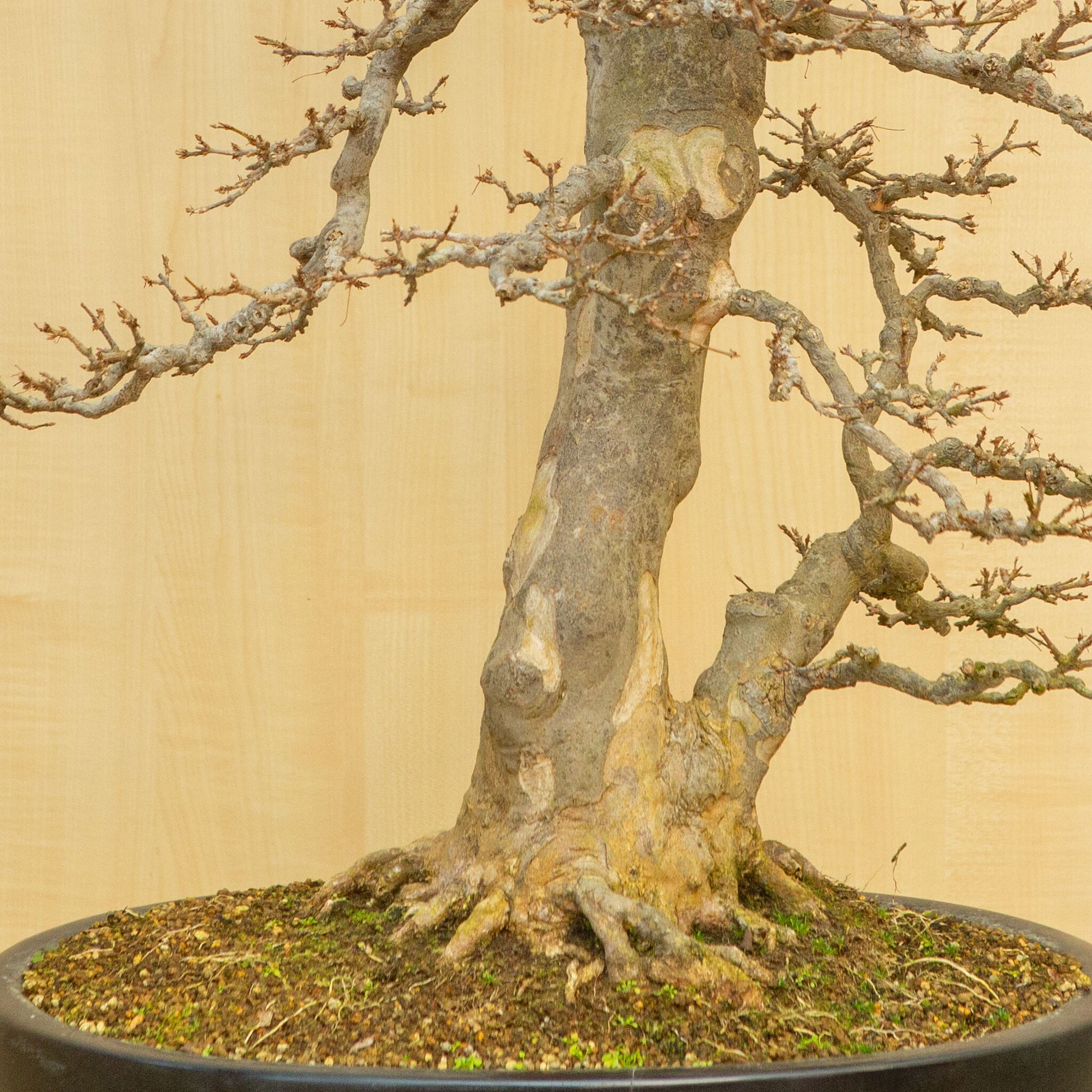 Bonsaï d'extérieur Acer buergerianum bleu pot ovale 48 cm, hauteur ~77 cm