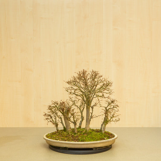 Bonsaï d'extérieur Zelkova serrata, pot ovale beige forêt, 47 cm, hauteur ~49 cm