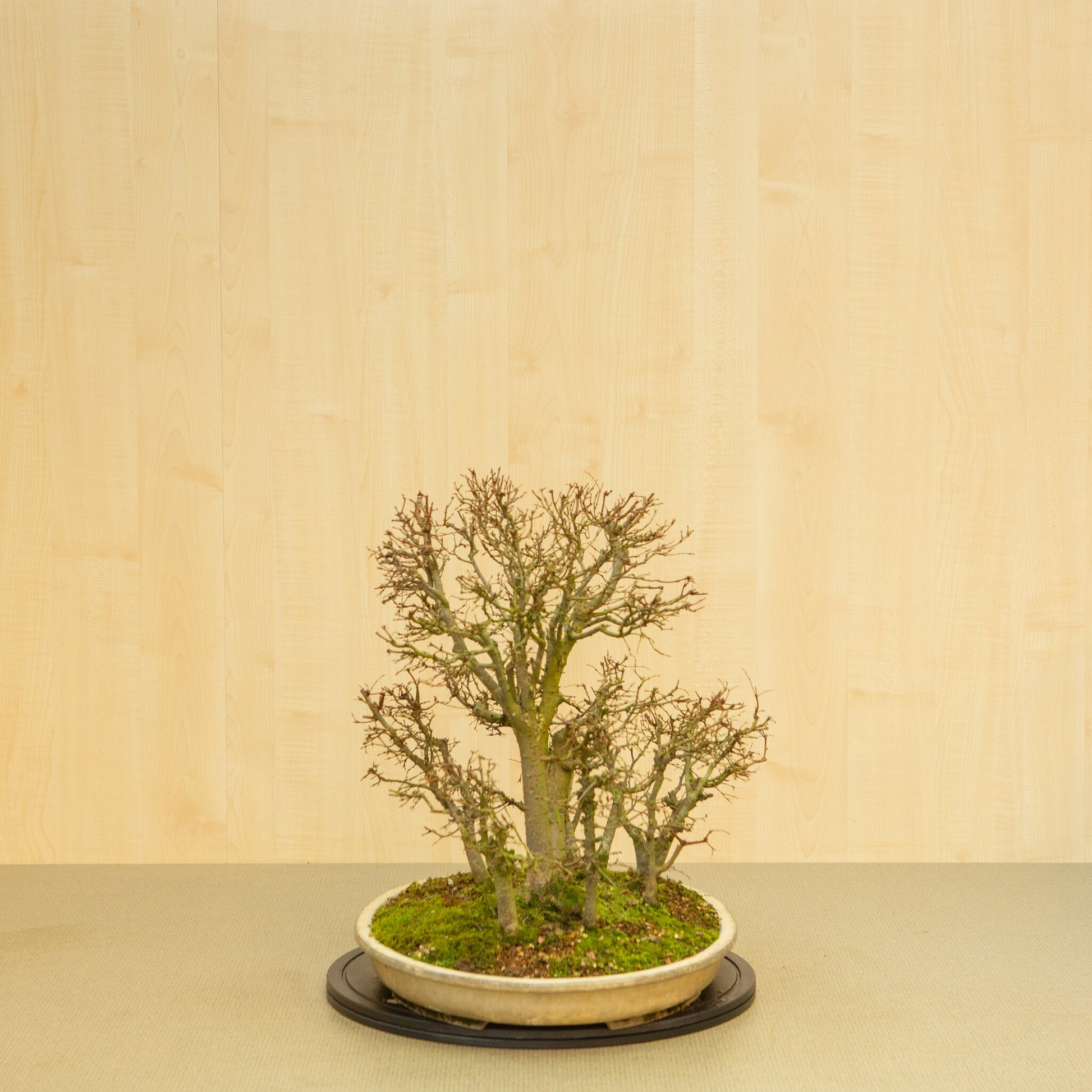 Bonsaï d'extérieur Zelkova serrata, pot ovale beige forêt, 47 cm, hauteur ~49 cm