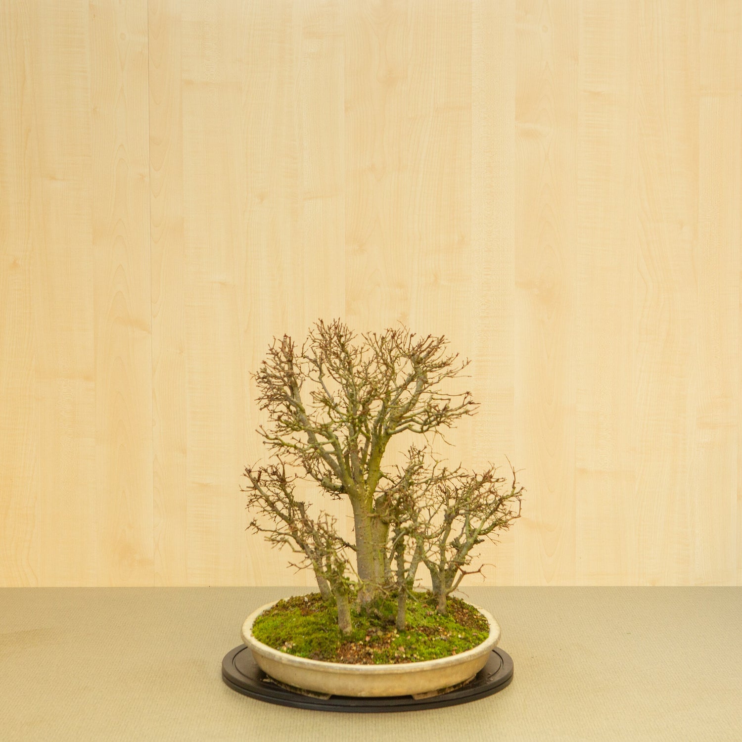 Buiten Bonsai Zelkova serrata bos beige ovale pot 47 cm, hoogte ~49 cm