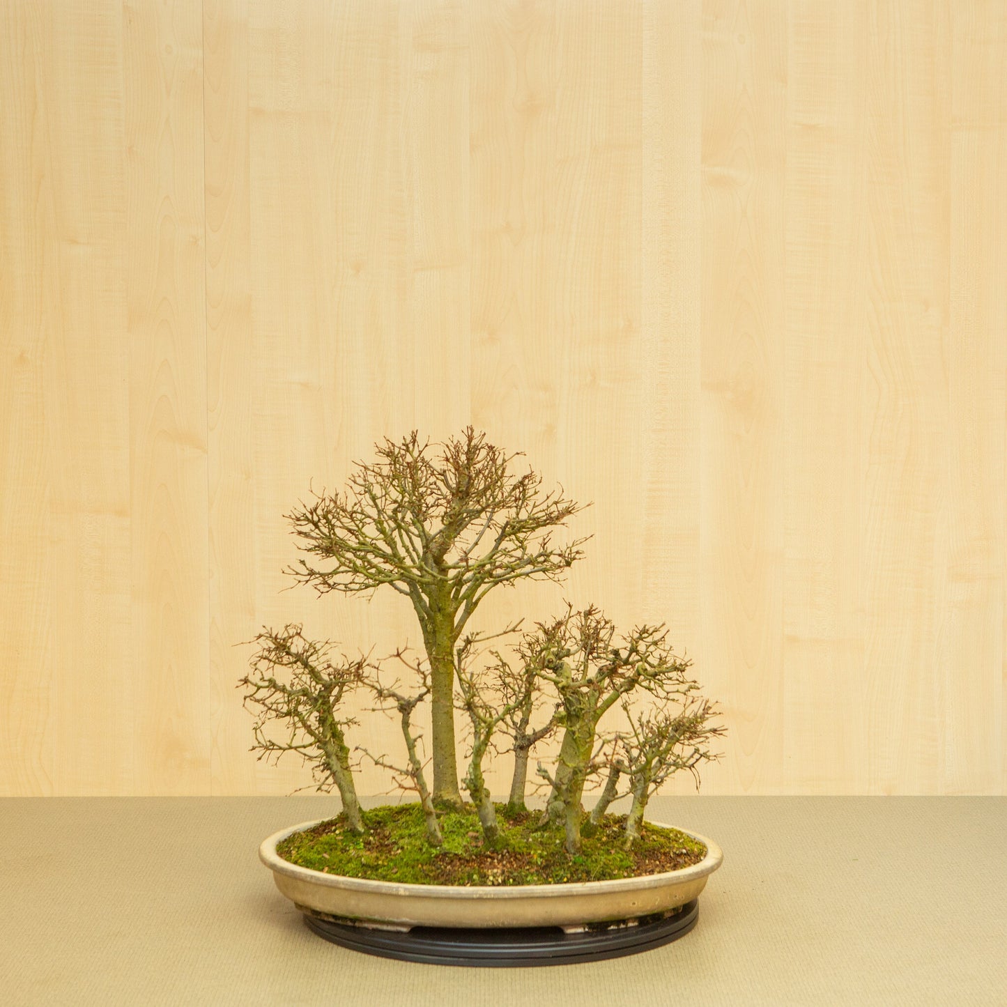 Bonsaï d'extérieur Zelkova serrata, pot ovale beige forêt, 47 cm, hauteur ~49 cm