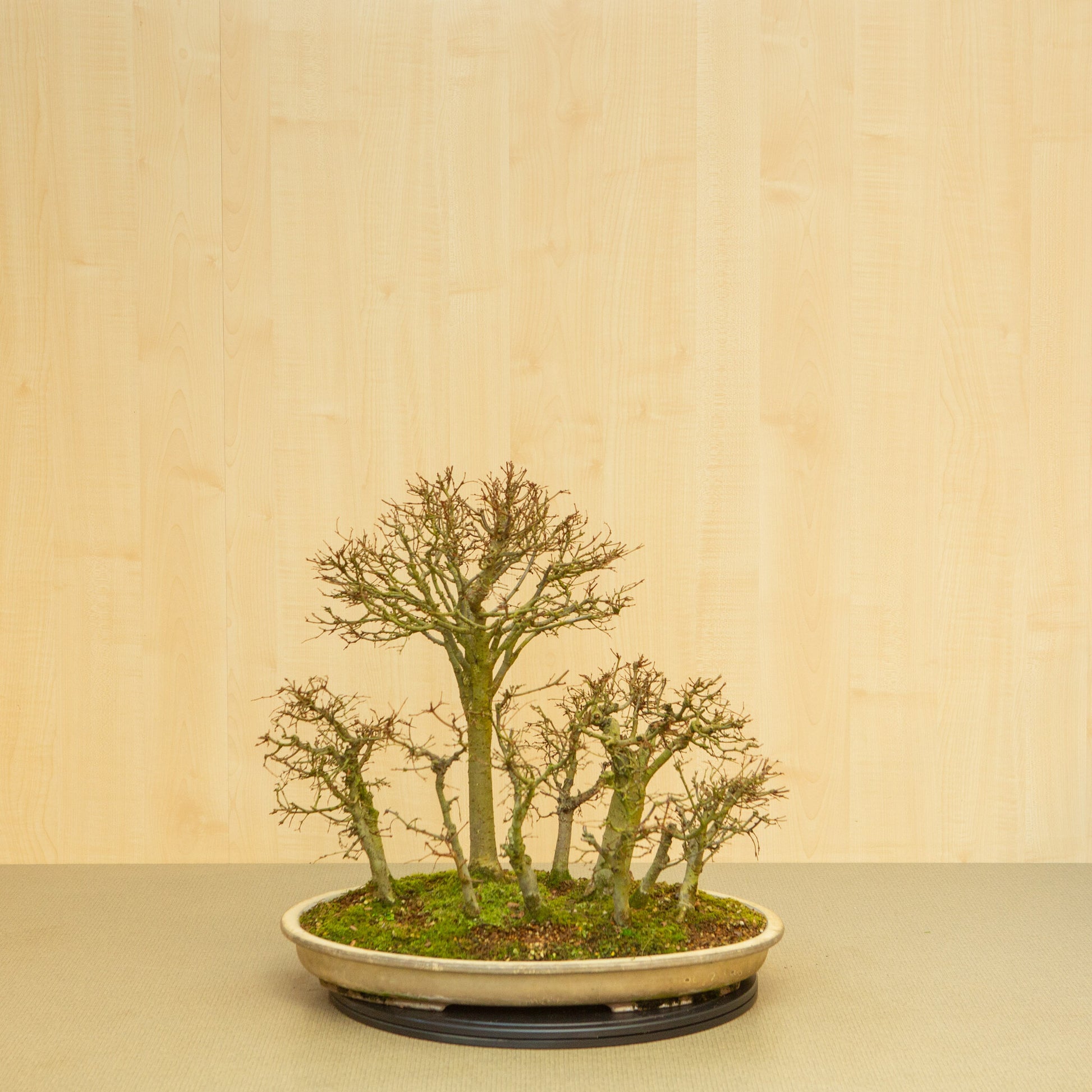 Bonsaï d'extérieur Zelkova serrata, pot ovale beige forêt, 47 cm, hauteur ~49 cm