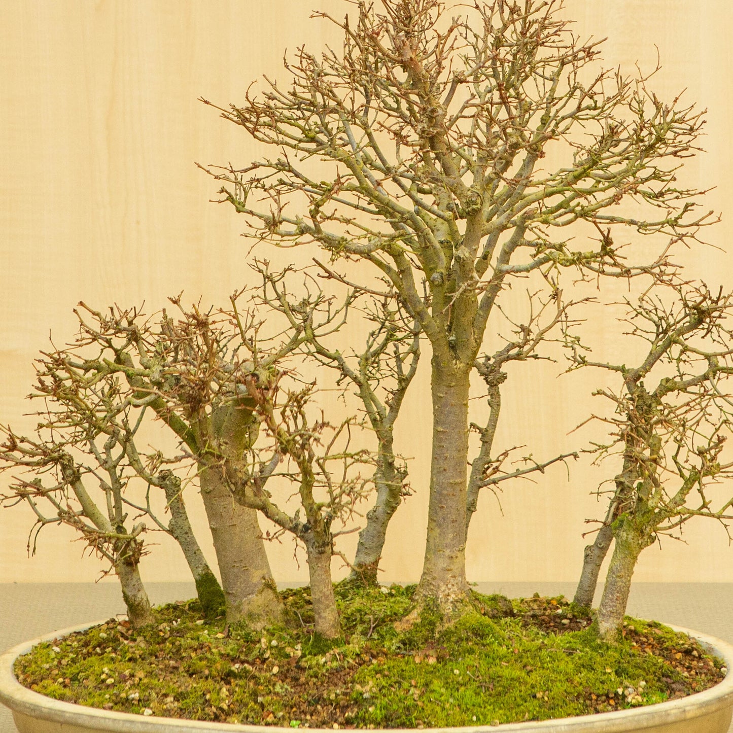 Bonsaï d'extérieur Zelkova serrata, pot ovale beige forêt, 47 cm, hauteur ~49 cm