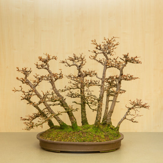 Bonsaï d'extérieur Larix kaempferi pot ovale non émaillé 62 cm, hauteur ~73 cm