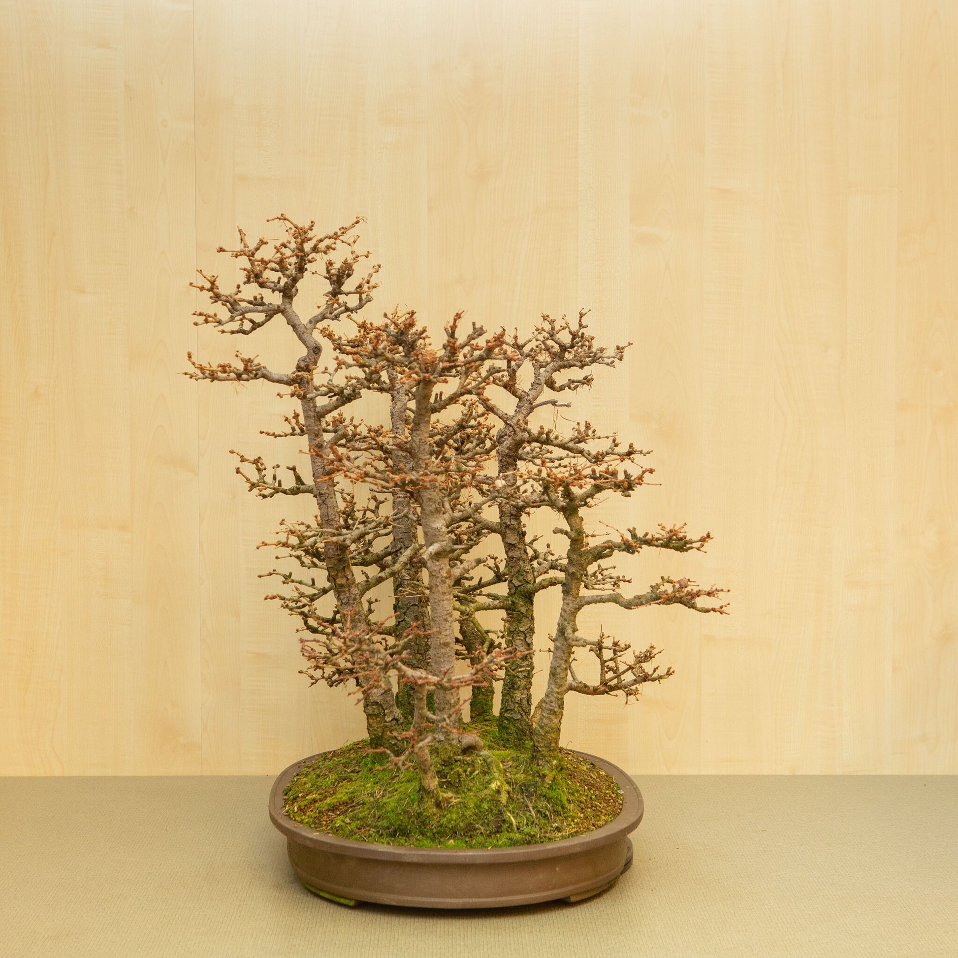 Bonsaï d'extérieur Larix kaempferi pot ovale non émaillé 62 cm, hauteur ~73 cm