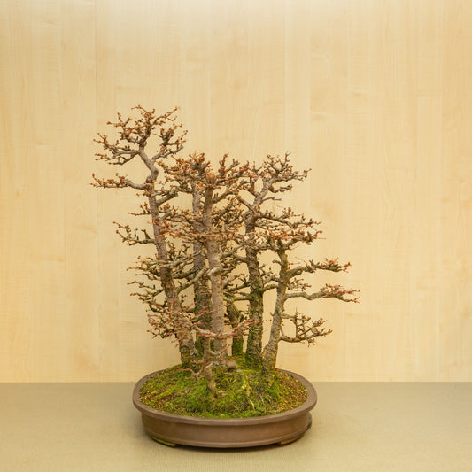 Bonsaï d'extérieur Larix kaempferi pot ovale non émaillé 62 cm, hauteur ~73 cm