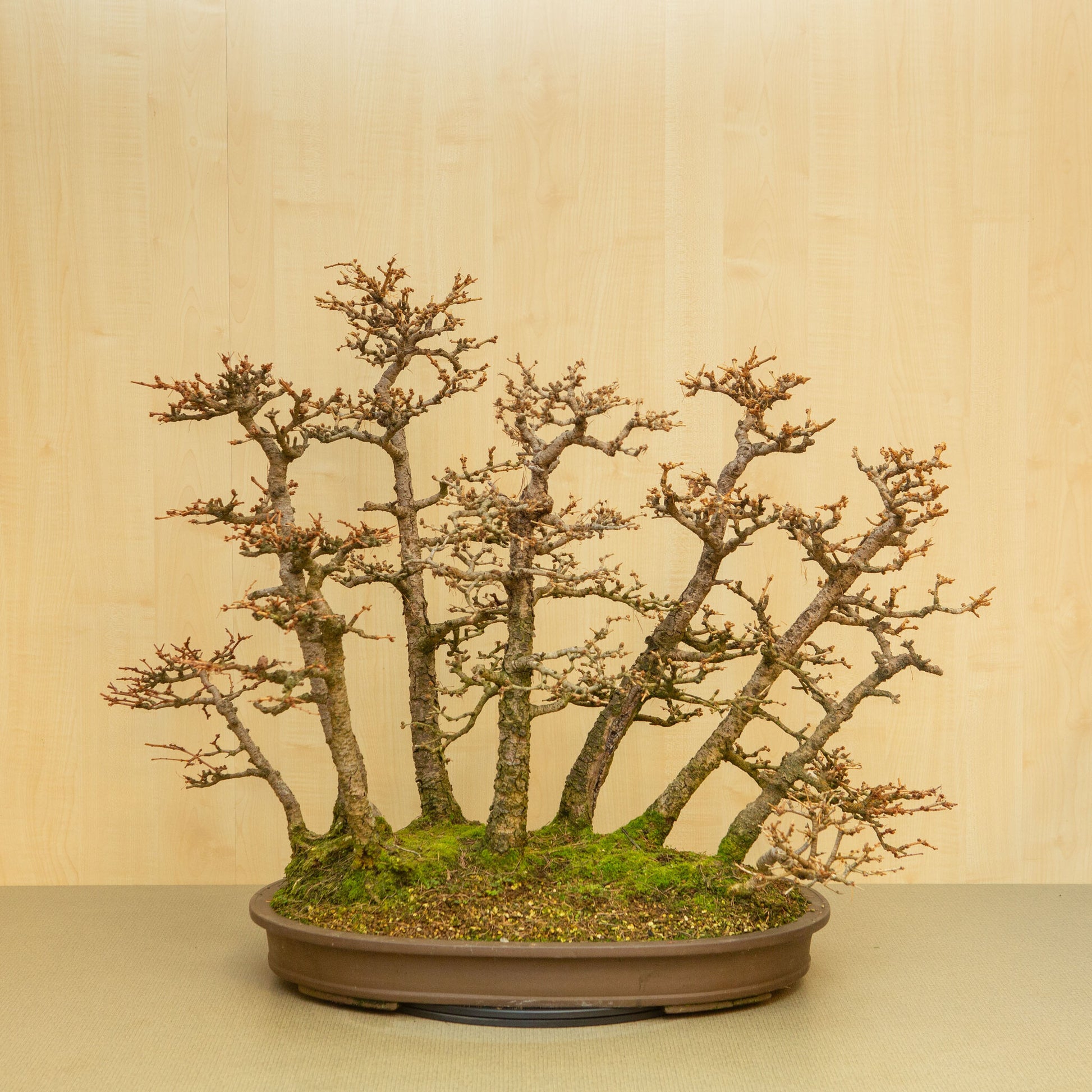 Bonsaï d'extérieur Larix kaempferi pot ovale non émaillé 62 cm, hauteur ~73 cm