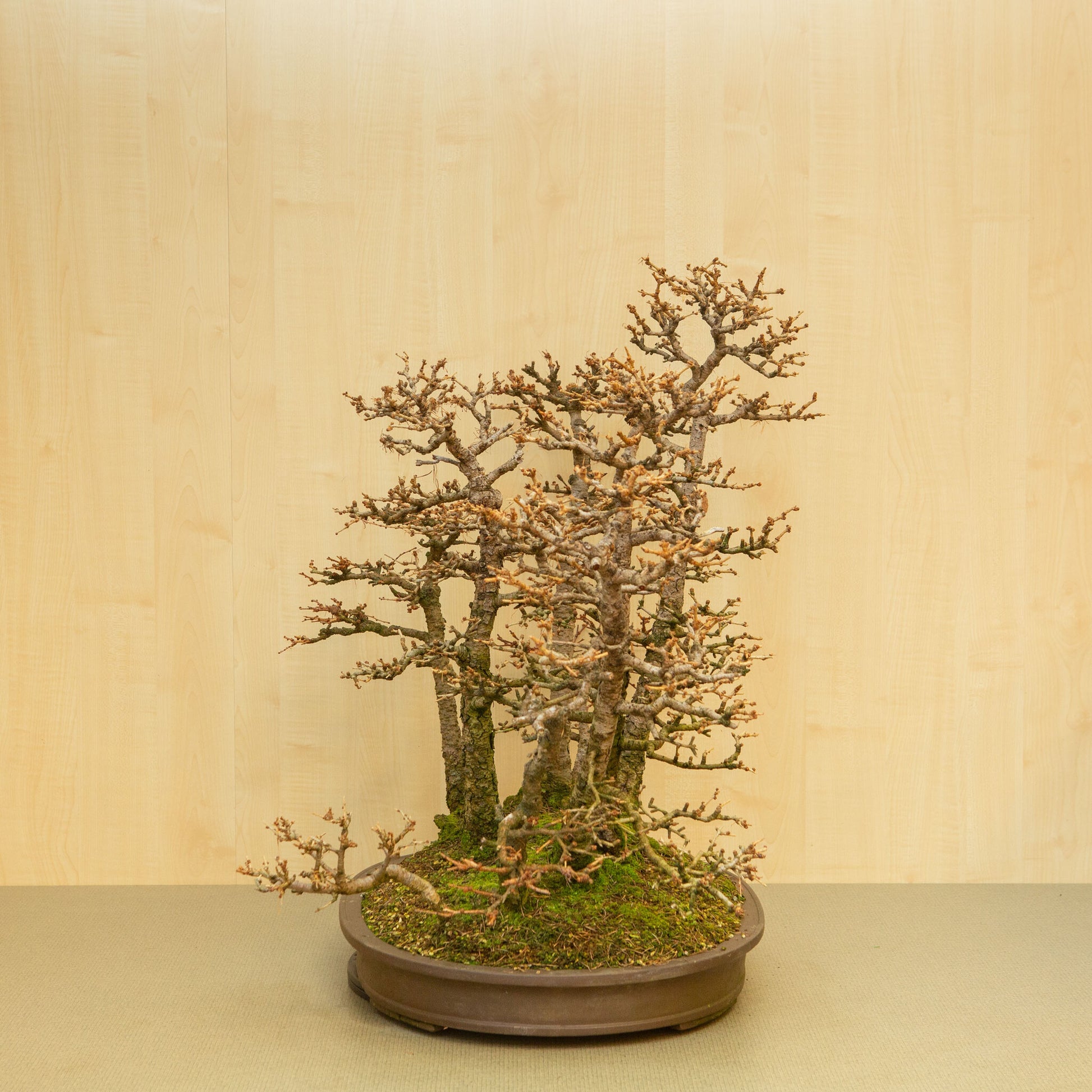 Bonsaï d'extérieur Larix kaempferi pot ovale non émaillé 62 cm, hauteur ~73 cm