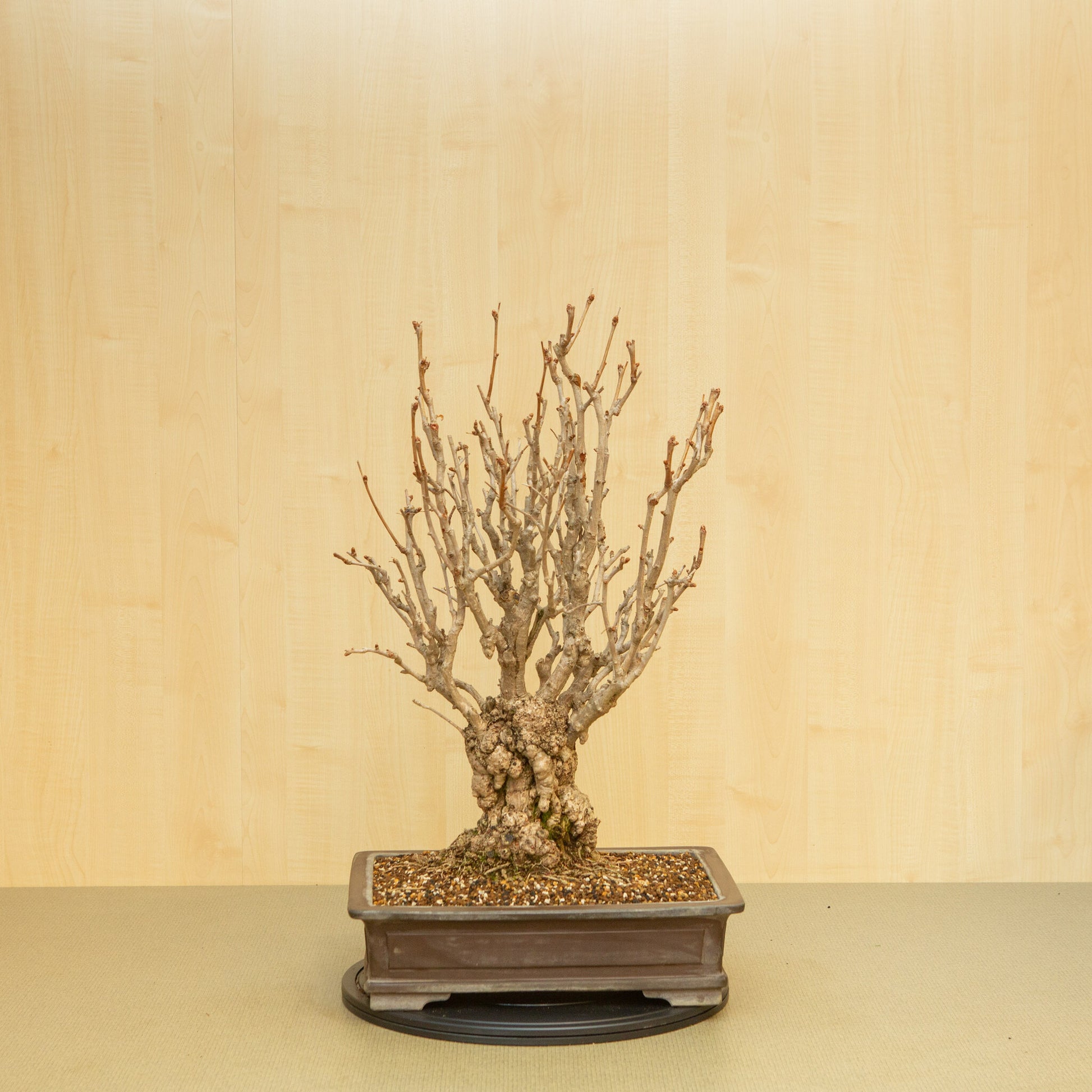 Bonsaï d'extérieur Ginkgo biloba, pot rectangulaire non émaillé, 39 cm, hauteur ~72 cm