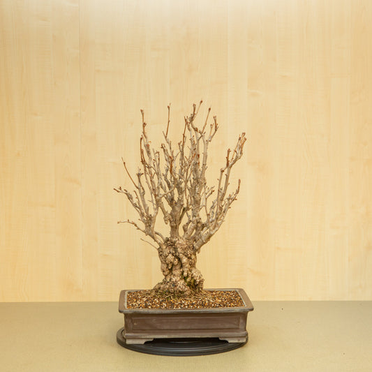 Bonsaï d'extérieur Ginkgo biloba, pot rectangulaire non émaillé, 39 cm, hauteur ~72 cm