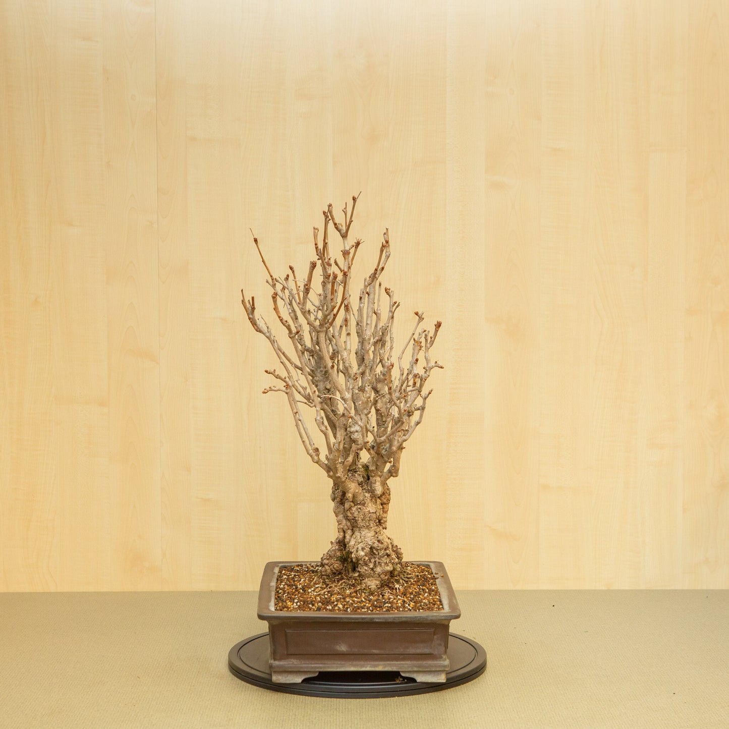 Bonsaï d'extérieur Ginkgo biloba, pot rectangulaire non émaillé, 39 cm, hauteur ~72 cm