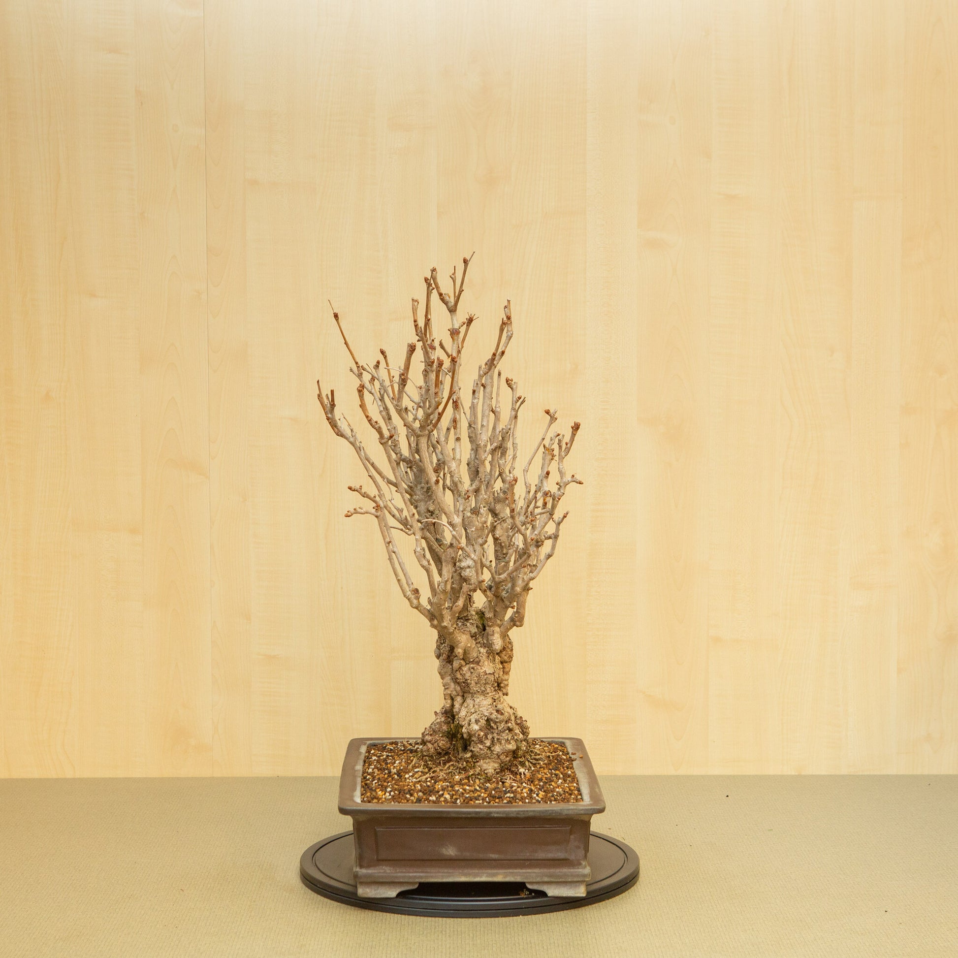 Bonsaï d'extérieur Ginkgo biloba, pot rectangulaire non émaillé, 39 cm, hauteur ~72 cm