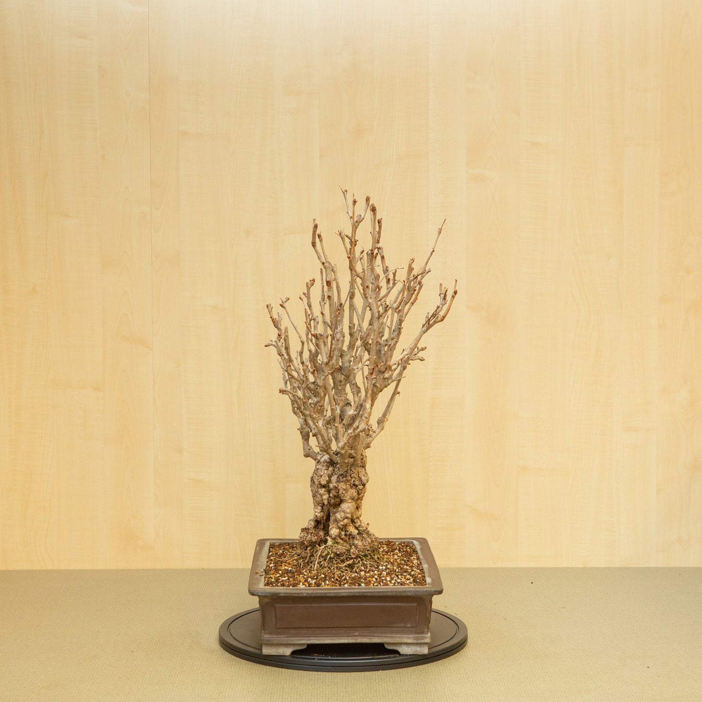 Bonsaï d'extérieur Ginkgo biloba, pot rectangulaire non émaillé, 39 cm, hauteur ~72 cm