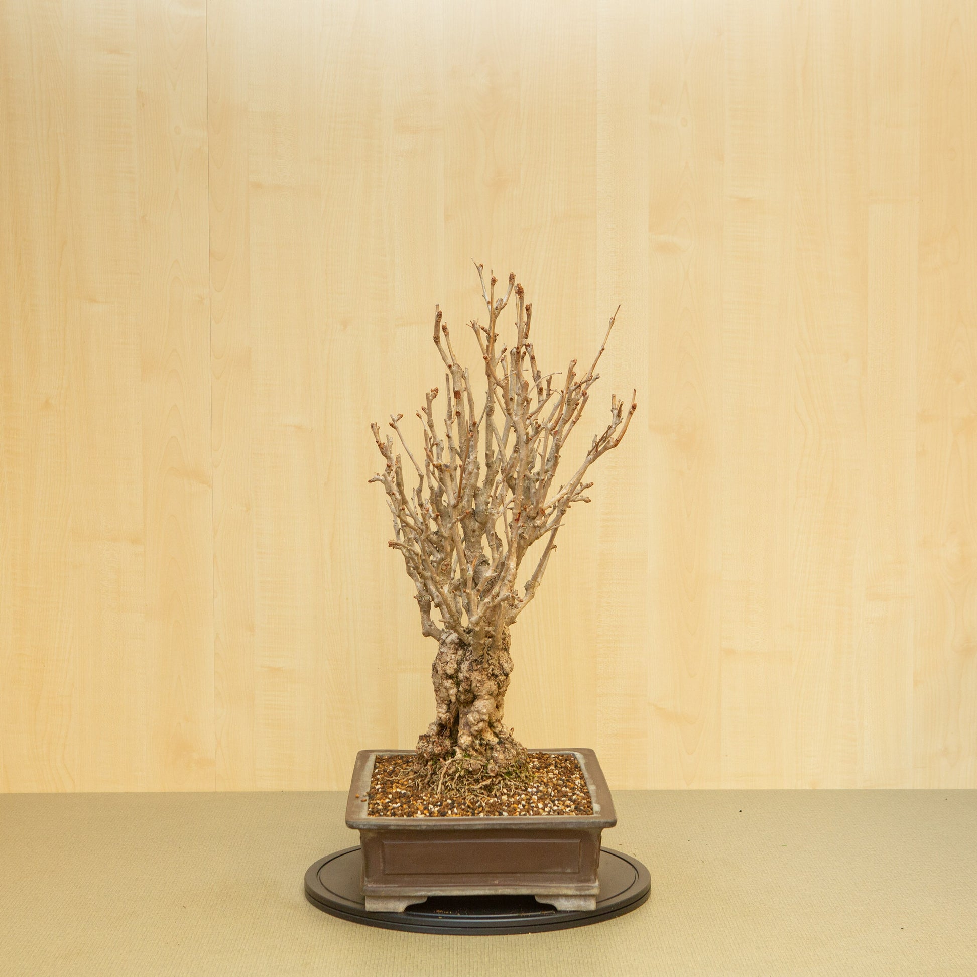 Bonsaï d'extérieur Ginkgo biloba, pot rectangulaire non émaillé, 39 cm, hauteur ~72 cm