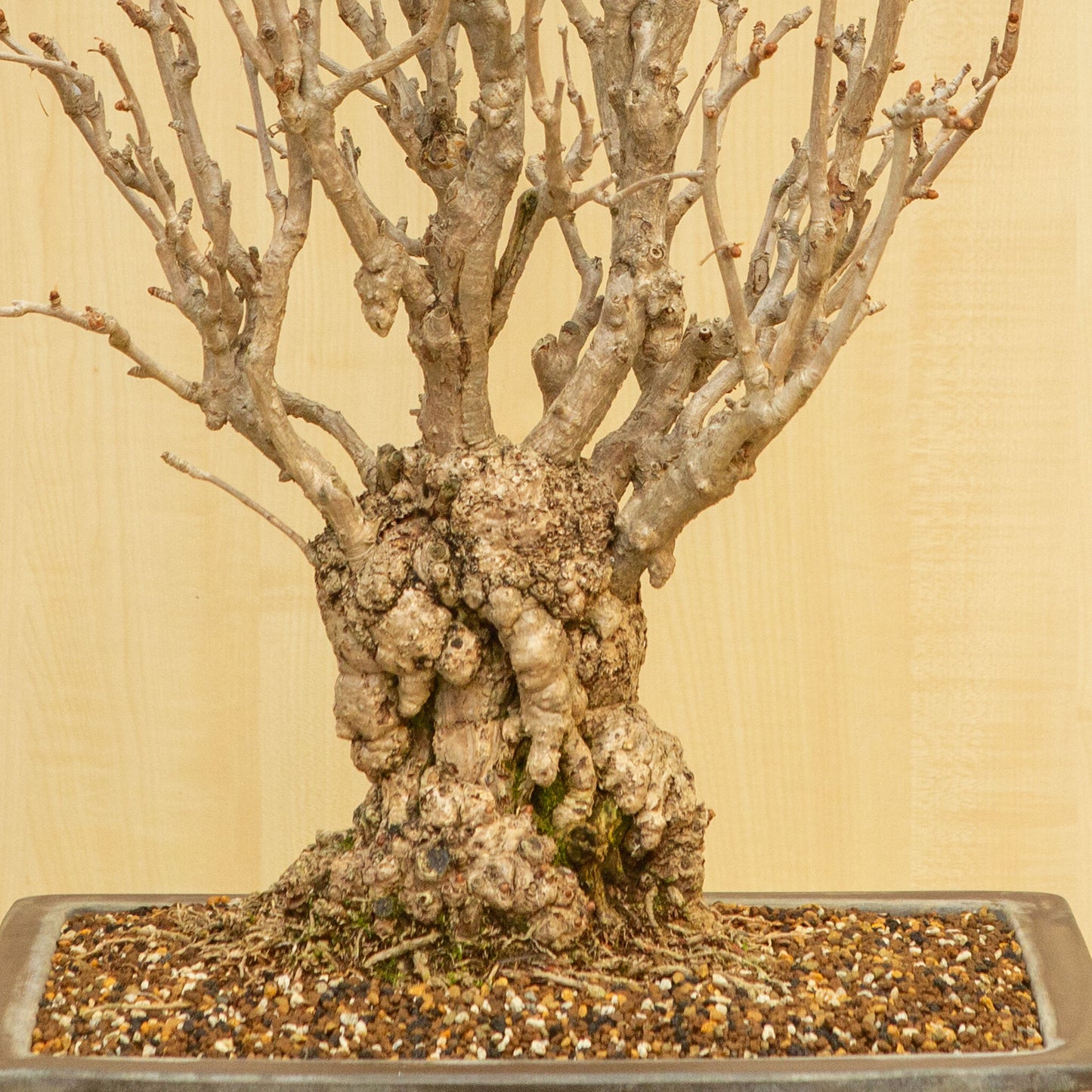 Bonsaï d'extérieur Ginkgo biloba, pot rectangulaire non émaillé, 39 cm, hauteur ~72 cm