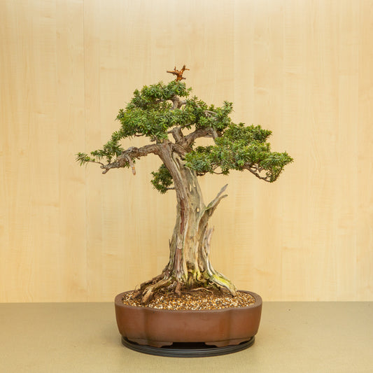 Buiten Bonsai Taxus cuspidata ongeglazuurde chrysant pot 42 cm, hoogte ~ 80 cm