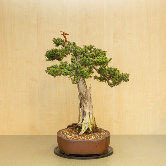 Buiten Bonsai Taxus cuspidata ongeglazuurde chrysant pot 42 cm, hoogte ~ 80 cm