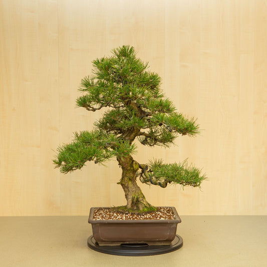 Bonsaï d'extérieur Pinus thunbergii, pot rectangulaire non émaillé, 37 cm, hauteur ~80 cm