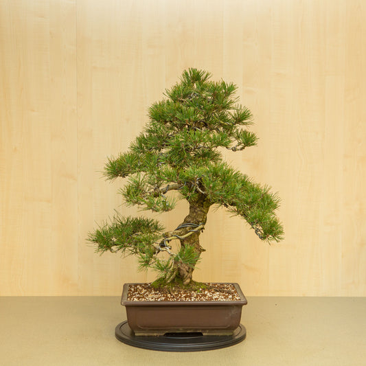 Buiten Bonsai Pinus thunbergii ongeglazuurde rechthoekige pot 37 cm, hoogte ~80 cm 