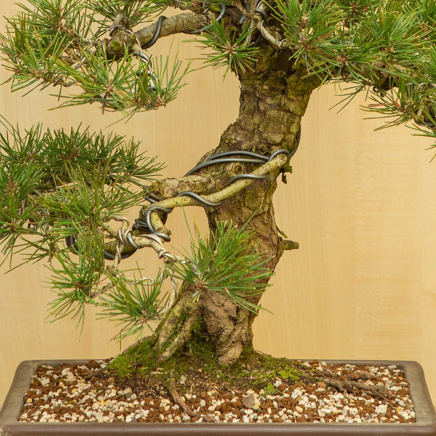 Buiten Bonsai Pinus thunbergii ongeglazuurde rechthoekige pot 37 cm, hoogte ~80 cm 