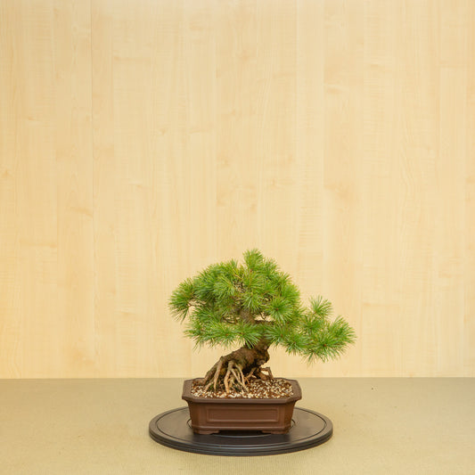 Bonsaï d'extérieur Pinus parviflora, pot Mokko non émaillé de 26 cm, hauteur ~37 cm