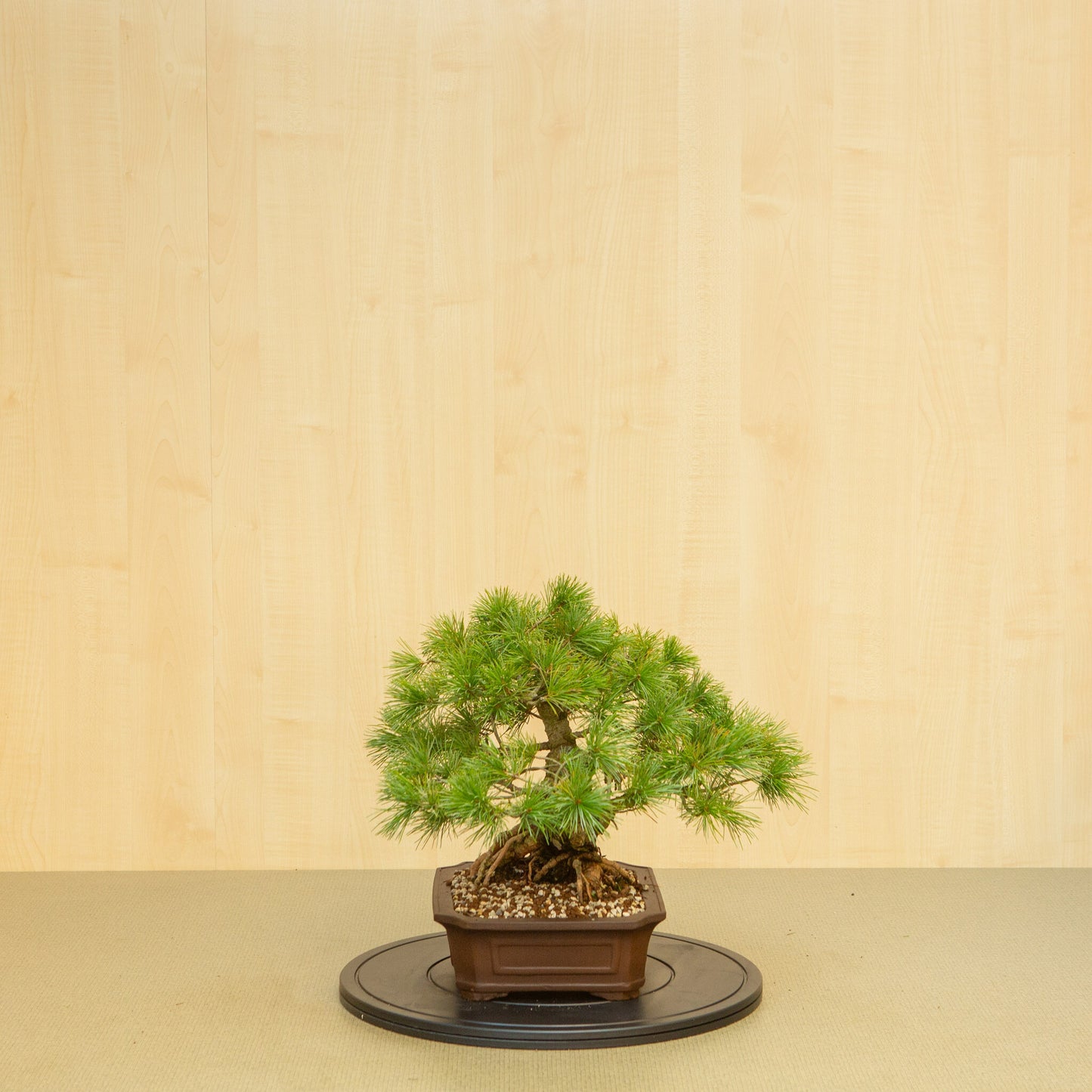 Bonsaï d'extérieur Pinus parviflora, pot Mokko non émaillé de 26 cm, hauteur ~37 cm