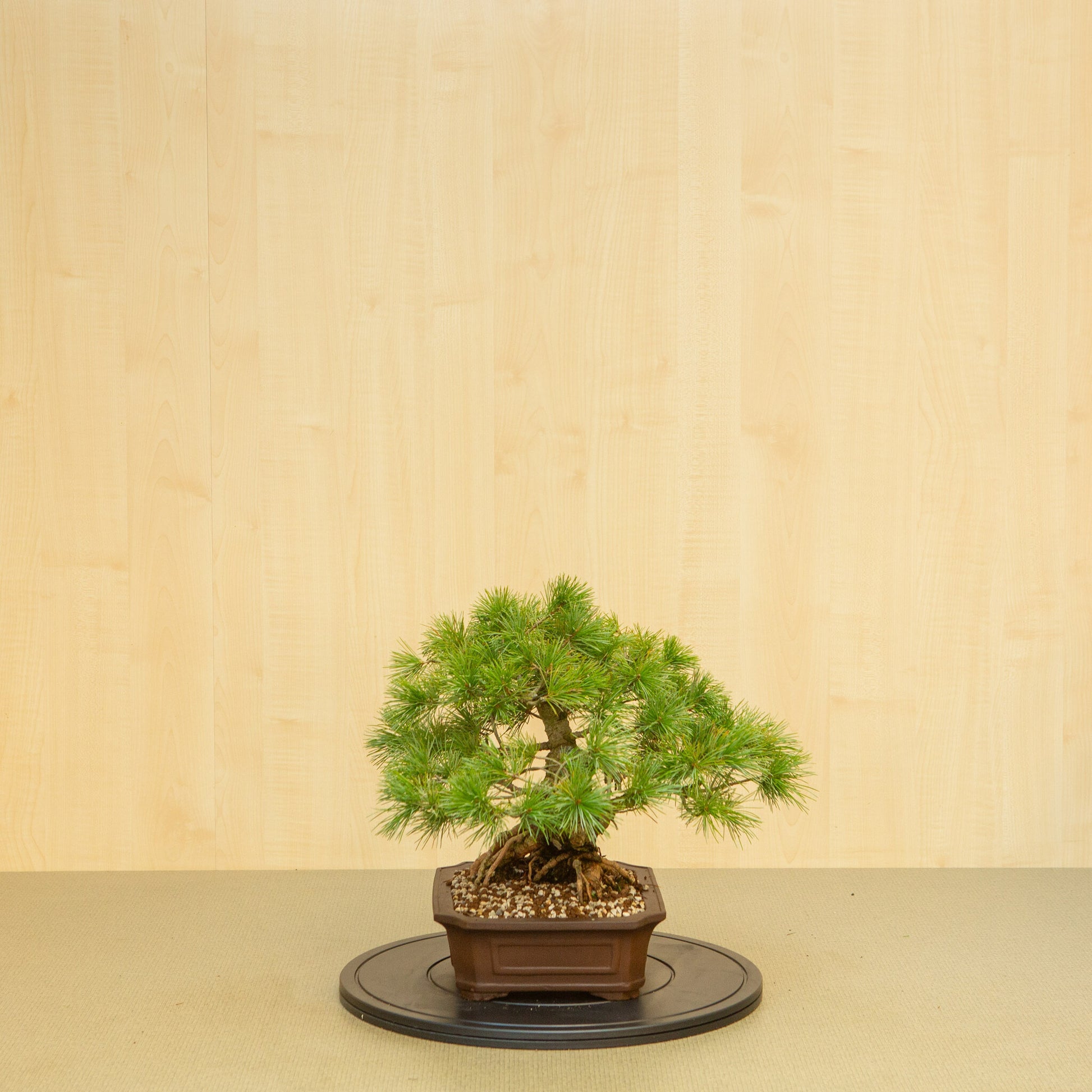 Bonsaï d'extérieur Pinus parviflora, pot Mokko non émaillé de 26 cm, hauteur ~37 cm